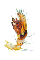 Nesticella sp. "Glassland" © Paul Ng  • Male Palp • Retrolateral • ♂ • Adult